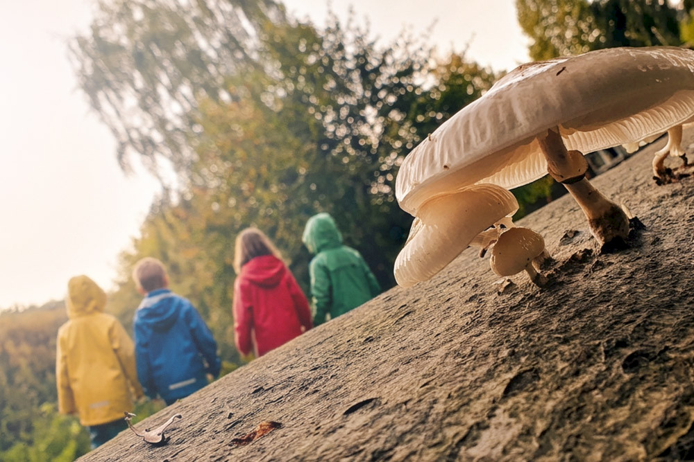 Bild zeigt Kinder im Wald mit einem Pilz im Vordergrund.