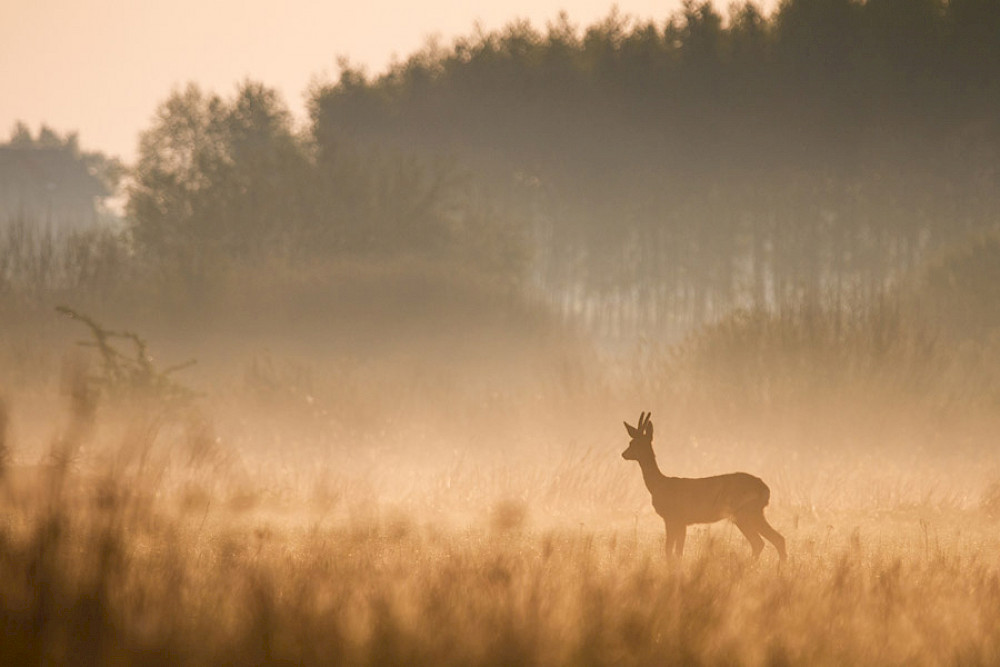 Bild zeigt ein Reh im Morgennebel.