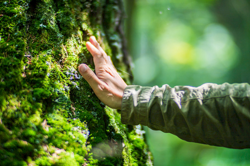Bild zeigt eine Hand, die einen Baum berührt.