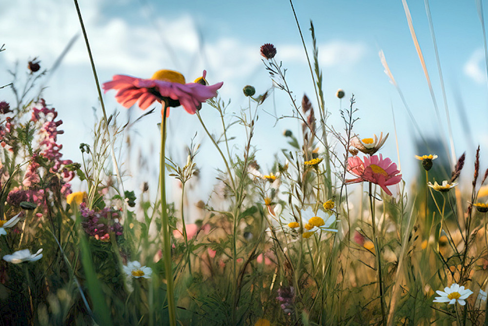 Bild zeigt eine Blumenwiese.